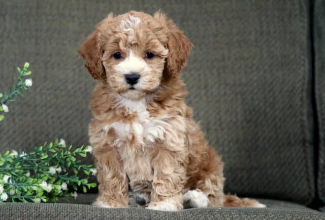 Dalilah Bichpoo2 image