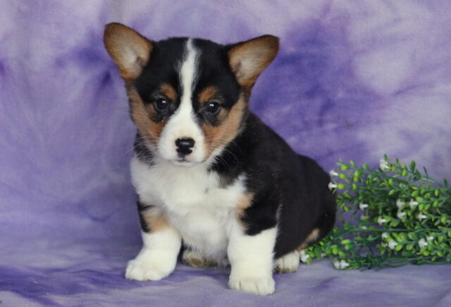 Darla Corgi image