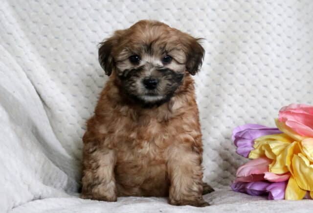 Dash Mini Whoodl image