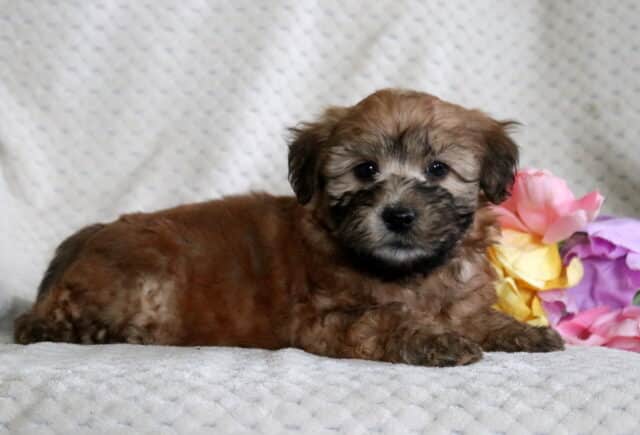 Dash Mini Whoodl2 image