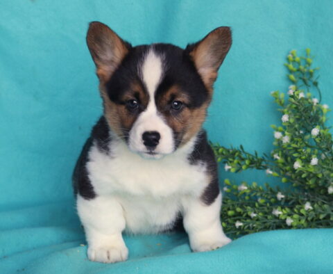 Dawson Corgi