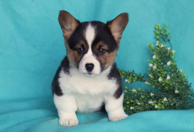 Dawson Corgi image