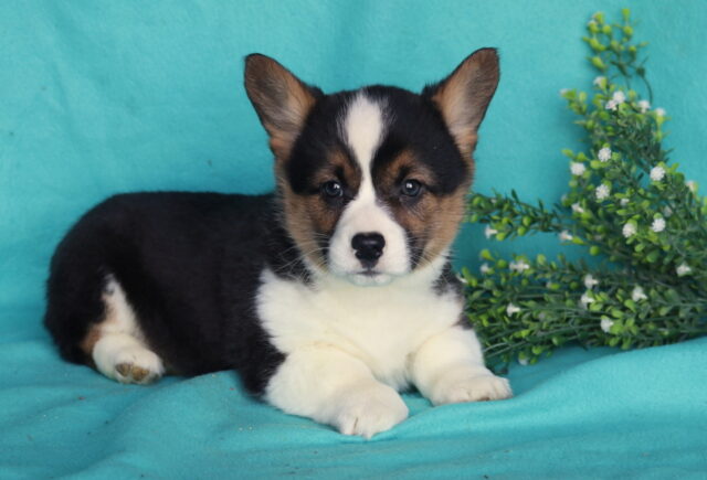 Dawson Corgi2 image