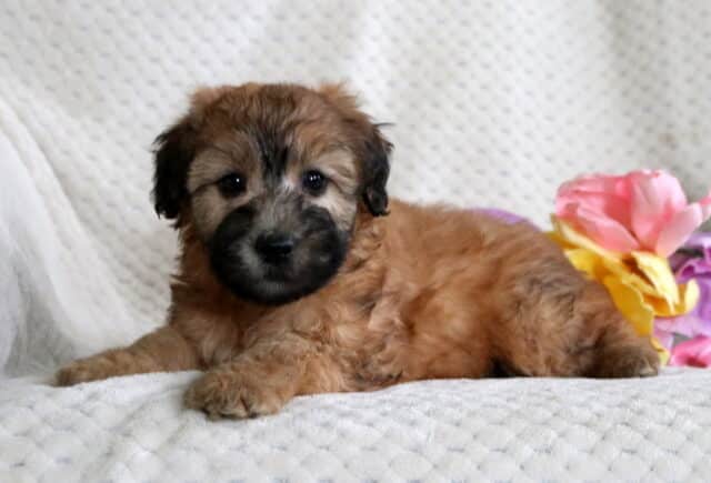 Dee Mini Whoodle image