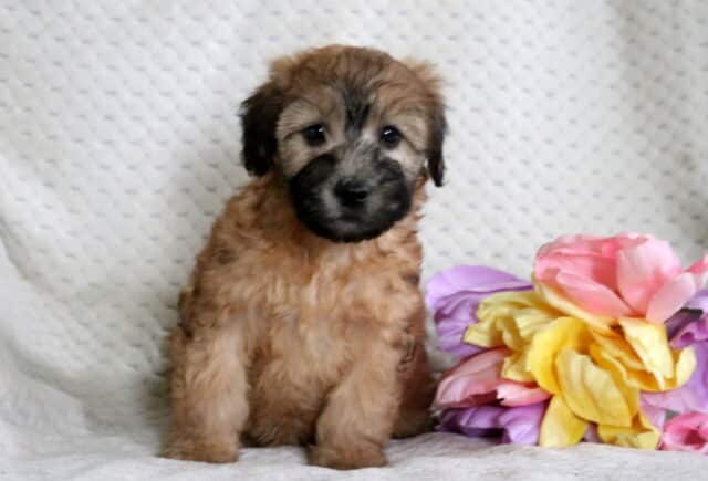 Dee Mini Whoodle2 image