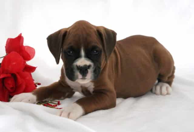 Brown and white Boxer puppy lying on a white blanket beside red flowers, showing a calm and sweet expression. image