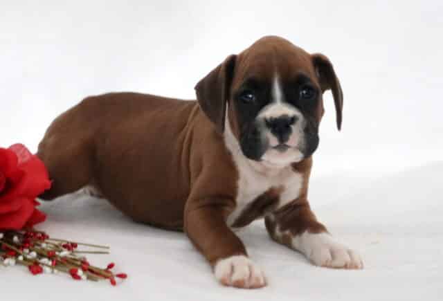 Young fawn Boxer puppy stretched out on a white backdrop with a red flower accent nearby, looking alert and relaxed. image