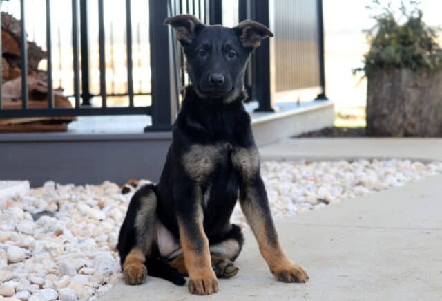 Young black and tan German Shepherd puppy sitting on a concrete walkway next to white landscaping stones, ears slightly tilted and looking attentively forward with a porch railing and potted plant in the background. image