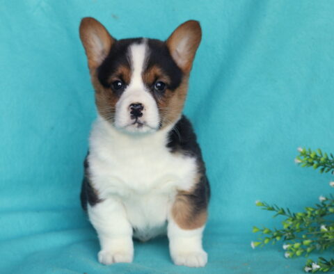 Welsh Corgi puppy sitting upright on a teal backdrop, featuring a tricolor coat with black back, tan facial markings, bright white chest and legs, a bold white blaze down the face, and large upright ears, posed beside a small green leafy plant with tiny white flowers.