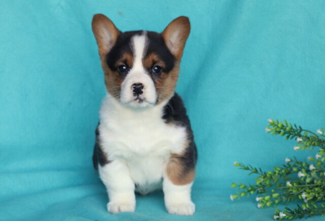 Welsh Corgi puppy sitting upright on a teal backdrop, featuring a tricolor coat with black back, tan facial markings, bright white chest and legs, a bold white blaze down the face, and large upright ears, posed beside a small green leafy plant with tiny white flowers. image