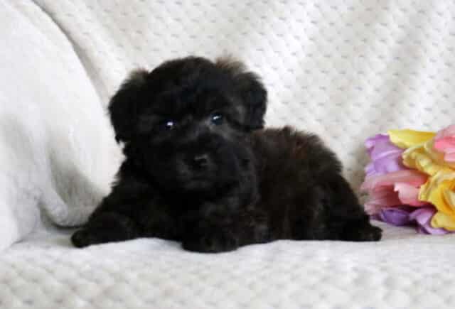 Dice Mini Whoodle image