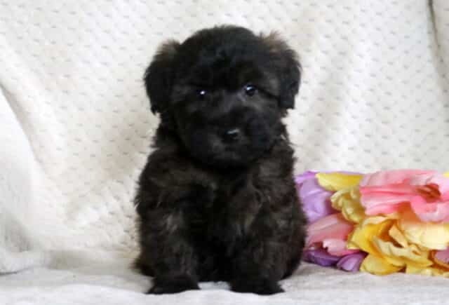 Dice Mini Whoodle2 image