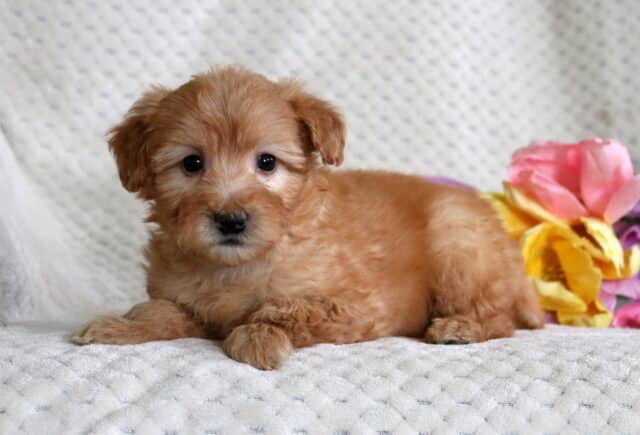 Dipsy Mini Whoodle image