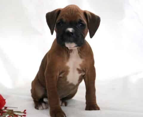 Young fawn Boxer puppy with a black muzzle and white chest sitting on a white studio background with red roses, showing an alert and sweet expression.