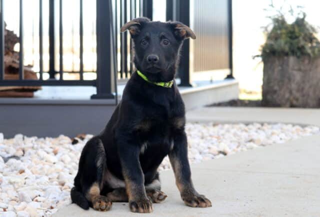 Black and tan German Shepherd puppy wearing a bright green collar, sitting upright on a concrete patio beside white decorative stones with a porch and rustic outdoor setting in the background. image