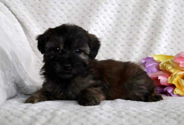 Domino Mini Whoodle image