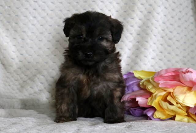 Domino Mini Whoodle2 image