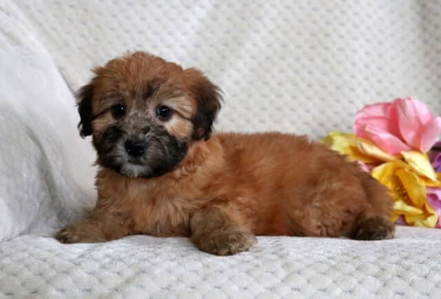 Dori Mini Whoodle image