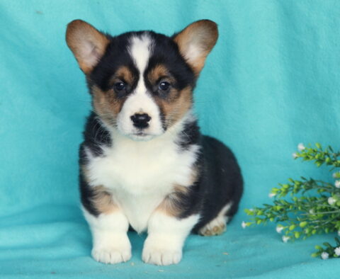 Welsh Corgi puppy sitting on a teal backdrop, featuring a classic tricolor coat with black, tan, and white markings, a bold white blaze down the face, upright ears, short sturdy legs, and a fluffy white chest, posed beside a small green leafy plant.