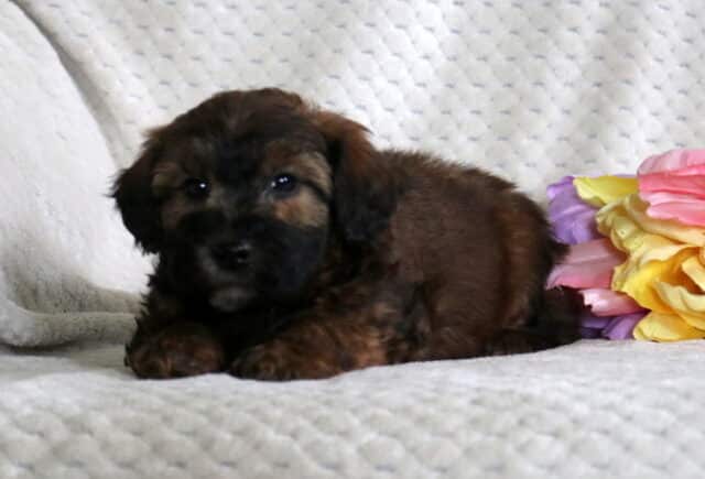 Dozer Mini Whoodle image