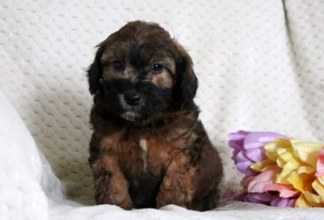 Dozer Mini Whoodle2 image