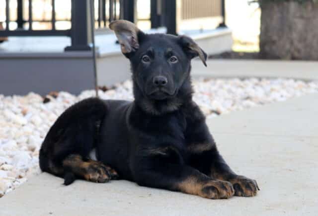 Black and tan German Shepherd puppy lying calmly on a concrete patio, front paws stretched forward beside white landscaping stones, with one ear slightly lifted and a porch in the background. image