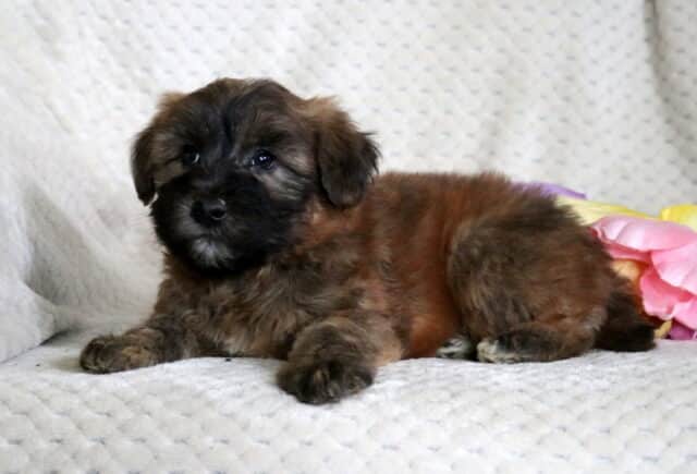 Drake Mini Whoodle2 image