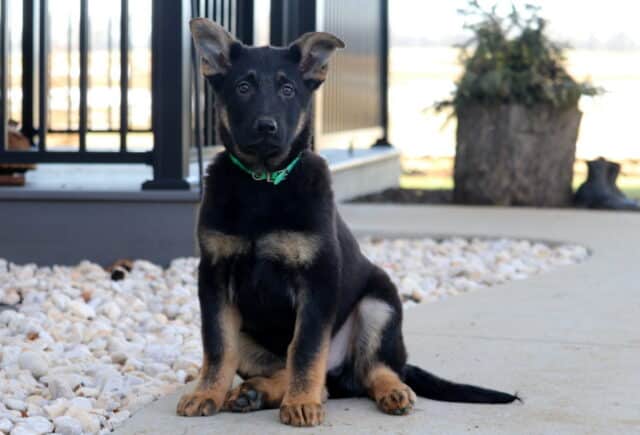 Black and tan German Shepherd puppy sitting alert on a concrete patio beside decorative white stones, wearing a green collar, with ears perked and a farmhouse-style porch in the background. image