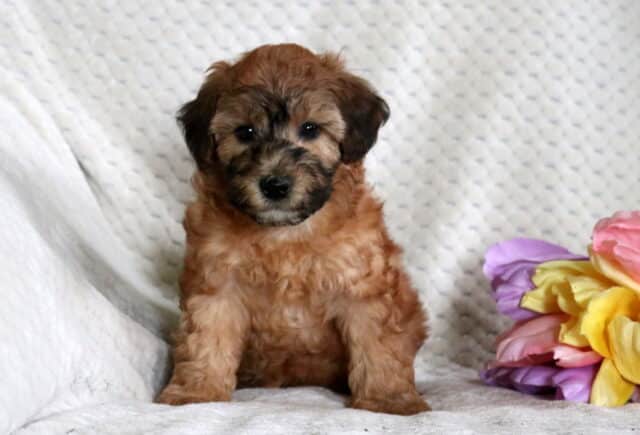 Duke Mini Whoodle image