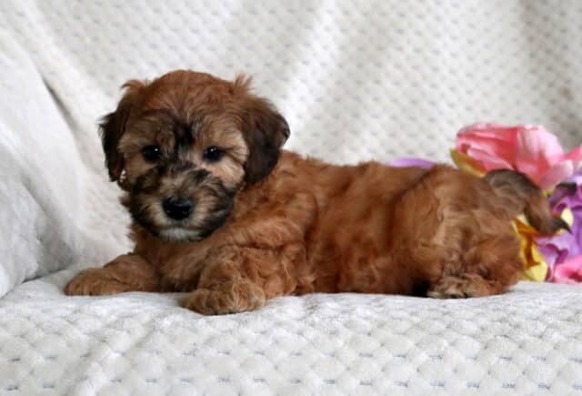 Duke Mini Whoodle2 image