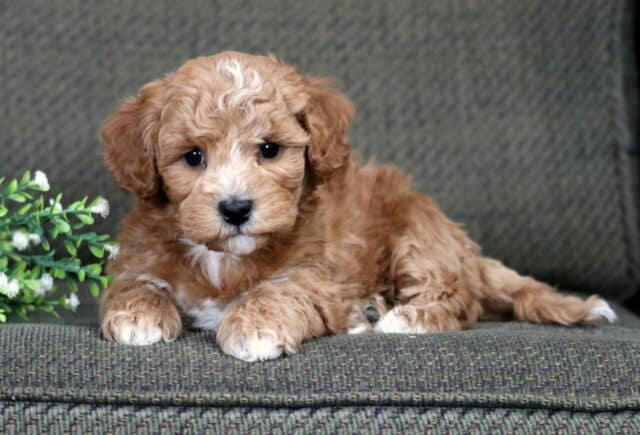 Dunkin Bichpoo image