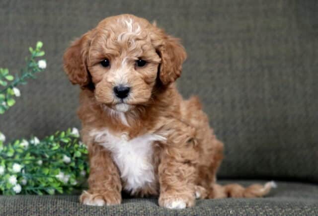 Dunkin Bichpoo2 image