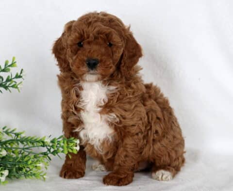 Easton Mini Poodle