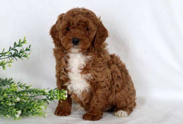 Easton Mini Poodle image