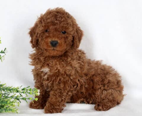 Enzo Mini Poodle