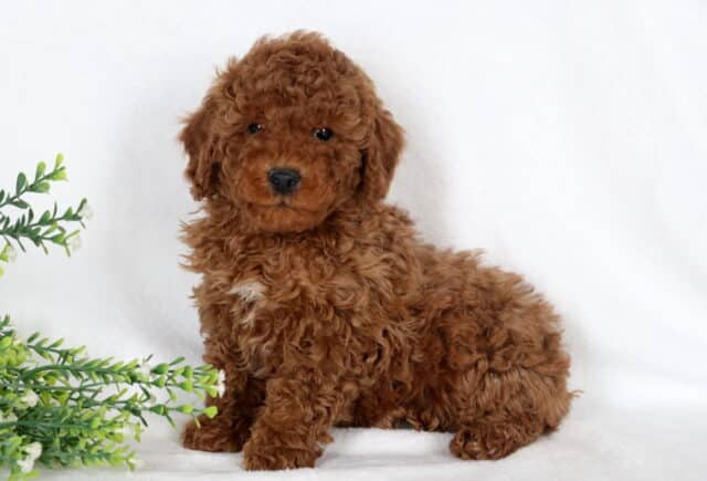 Deep red Miniature Poodle puppy with tight curly coat sitting on white backdrop beside green foliage, fluffy red Mini Poodle puppy for sale. image