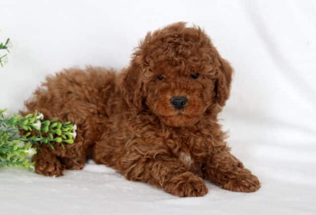 Red Miniature Poodle puppy with tight curly coat lying on white blanket next to green foliage, adorable small red Mini Poodle puppy for sale. image