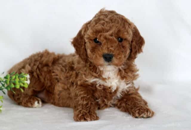 Eva Mini Poodle2 image
