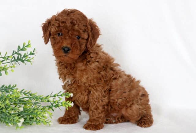 Evan Mini Poodle image