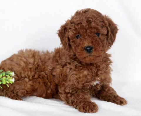 Evan Mini Poodle2