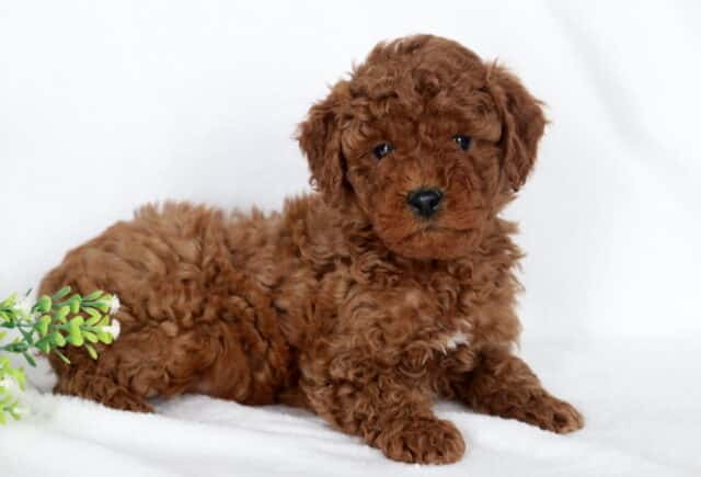 Evan Mini Poodle2 image