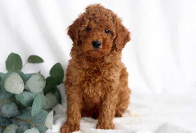 Fireball Mini Poodle image
