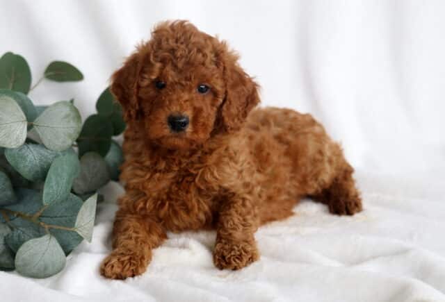 Fireball Mini Poodle2 image