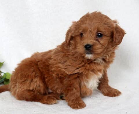 Red Mini Goldendoodle puppy with a fluffy, wavy coat and small white chest patch sitting on a soft white backdrop, looking slightly to the side with a sweet and curious expression.