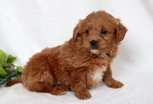 Red Mini Goldendoodle puppy with a fluffy, wavy coat and small white chest patch sitting on a soft white backdrop, looking slightly to the side with a sweet and curious expression. image