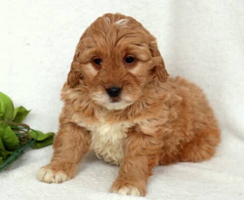 Apricot Mini Goldendoodle puppy with a soft, curly coat and creamy white chest sitting on a plush white blanket, white paw tips visible, looking slightly downward with a gentle and affectionate expression.