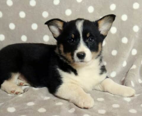 Black and white Welsh Corgi puppy lying on a soft gray blanket with white polka dots, featuring upright ears, a white facial blaze, white chest and paws, and a relaxed, attentive expression while facing the camera.