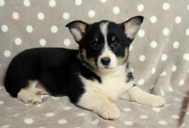 Black and white Welsh Corgi puppy lying on a soft gray blanket with white polka dots, featuring upright ears, a white facial blaze, white chest and paws, and a relaxed, attentive expression while facing the camera. image