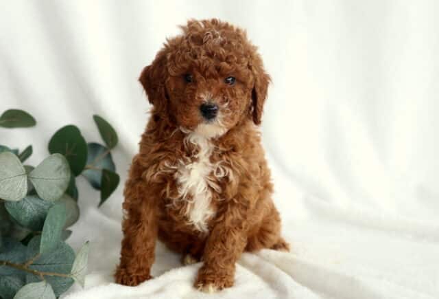 Flower Mini Poodle image