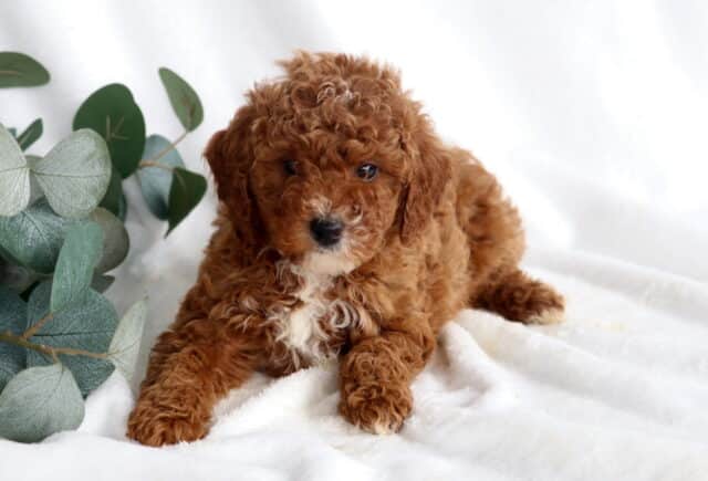 Flower Mini Poodle2 image